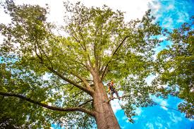 Calabash, NC Tree Care Services Company